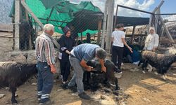 Torosların yörüklerinden yüzyıllık Keçi Kıl Kırkımı geleneği