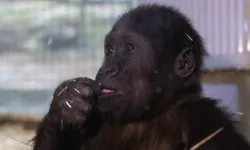 Türkiye’nin gözdesi Zeytin, yeni yuvaya yolculuk edecek