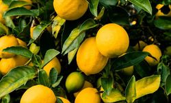 Limonları böyle saklayanlar büyük hata yapıyor! Küflenmeyi günlerce geciktiren yöntem buymuş