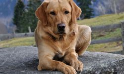 Köpek sahipleri için yeni dönem! Köpek vergisi rekora yaklaştı: Belediyelerin kasasına milyonlarca lira girdi