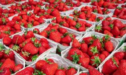 Sofralık azaldı, fiyatlar yükseldi! Halde 30 lira, markette 150 lira