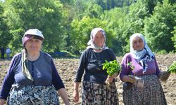 Bu köy sonbaharda kırmızıya bürünüyor! Nedeni dikkat çekiyor
