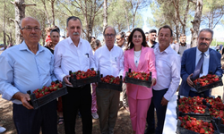 Osmancalı çileğinde ilk hasat coşkusu! Şölen renkli görüntülere sahne oldu