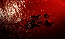 Caretta Carreta’lar için ışığımız kırmızı! Fethiye kumsalları kırmızı ışıkla tarihe geçti
