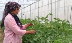 Çorak topraklarda büyük dönüşüm! Kadınların başarısı dikkat çekti