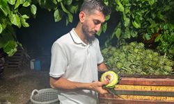 Dede mesleğini sürdürüyor: 10 saniyede bir enginar soyuyor