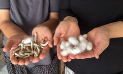 Evlerinin alt katını üretim alanına çevirdiler! 110 aile geçimini ipek böcekçiliğinden sağlıyor