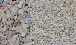 Burası İzmir'de ancak kimse bilmiyor! Deniz kabuklarıyla kaplı bu ada görenleri hayran bırakıyor