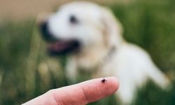 Kene tutunduğunda sakın bunu yapmayın! Sağlık Bakanlığı açıkladı: Kene çıkarırken en sık yapılan hata