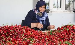 Türkiye’nin kiraz sektöründe yeni dönem başladı! Hedef 60-70 bin ton ihracat