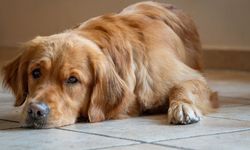 Evcil hayvan sağlığında dikkat edilmesi gereken tehlikeler: Kedi ve köpeklerde pire, kene ve kuduz riskine dikkat!