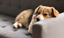 Köpeğinizin huyları bir anda değiştiyse dikkat! Her evcil hayvan sahibi bunu bilmeli: Regl dönemi başlamış olabilir