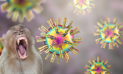 Maymun ısırığı nedir? Maymun ısırığı öldürür mü? Herpes B virüsü nedir?