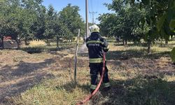 Muğla'da yangın paniği! Meyve ağaçları zarar gördü