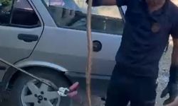 Park halindeki araçtan yılan çıktı: Çıkarılma anı kamerada