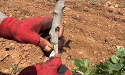 Siirt anacına Antep fıstığı aşısı başladı