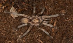 1992’de toplanan tarantula örneği Türkiye faunasına girdi!