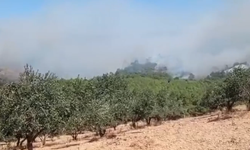 Balıkesir'de ormanlık alanda yangın!