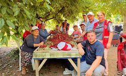 Bayındırlı gençler tarlaya indi! Kiraz hasadına destek verdiler