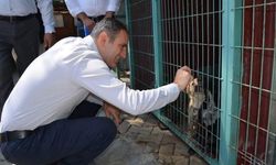 Bayındır’da sahipsiz hayvanlar için yeni adım! Doğal yaşam alanı incelendi