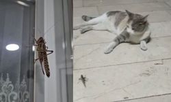 Birçok ilçede aynı manzara! İri çekirgeler her yerde: O anlar kameralara yansıdı