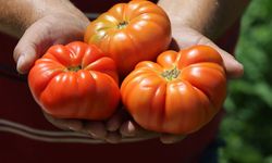 Bu domatesin ağırlığı 1,5 kilograma kadar çıkabiliyor! Meşhur maniye domatesinde hasat başladı