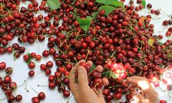 Dünya bu kirazın peşinde! ABD ve Avrupa'nın kiraz tercihi Türkiye'den