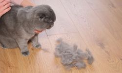 Evinde kedi besleyen milyonları ilgilendiriyor! Yıllardır doğru sanılıyordu: Bilimsel gerçek ortaya koydu