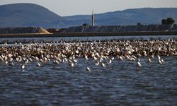 İzmir'de flamingo adası yavrularla doldu: 18 bin yavru flamingo ilk uçuşuna hazırlanıyor