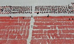İzmir'de tarlalar kırmızıya büründü! Güneş altında 1 haftalık bekleyiş başladı