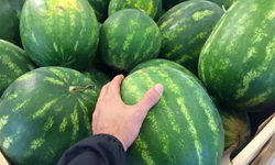 Karpuz seçerken sadece vurmak yetmiyor! En tatlı ve sulu karpuzu gösteren gizli işaret ortaya çıktı