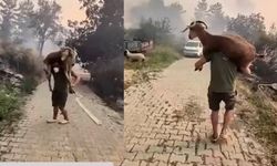 Alevlerin arasında yürek ısıtan görüntü! Canını hiçe saydı, keçiyi omzunda taşıdı