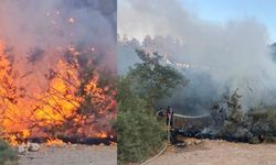 Kuşadası'nda korkutan yangın! Ormanlık alana sıçramadan söndürüldü