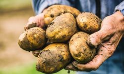 Patates alırken bu detayı gözden kaçırmayın! En taze ve lezzetli olanı seçmek meğer çok kolaymış