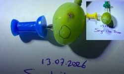 Sarıgöllü üzüm üreticilerine kritik uyarı! Bağlarda ilaçlama zamanı geldi