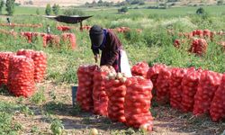 Bir bardak çaydan ucuz! Soğanda yeni sezon!: 'Kırmızı altın' yeniden değer kazanır mı?