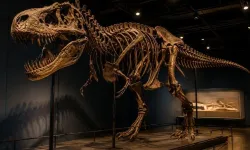 Tarihi satış! T-rex iskeleti 50,1 milyon dolara alıcı buldu