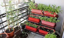 Yaz Sıcaklarında Balkon Bitkileri İçin Doğru Sulama Rehberi