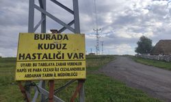 Büyükbaş hayvanda kuduz çıktı: Bu mahalle karantinada!