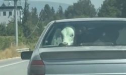 Otomobilin arka koltuğunda bunu görenler gözlerine inanamadı! Trafikte ilginç anlar