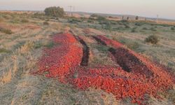 TIR dolusu domatesi meraya dökmüştü! Gerçek Bakanlık denetiminde ortaya çıktı