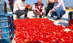 Güneşte kuruyor, dünyaya satılıyor! Saruhanlı’nın kuru domates mesaisi