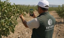 Bir fotoğraf yetiyor! Yapay zeka fıstıktaki hastalığı anında tespit edecek