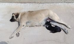Görenleri şaşırtan dostluk: Kedi köpeği annesi sanıyor