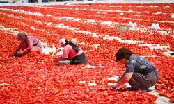 İzmir Büyükşehir ekipleri tarlada! Torbalı’nın kuru domates üretim gücü yerinde incelendi