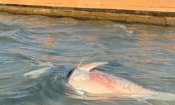 İzmir kıyılarında orkinos alarmı! Ölümlerin nedeni belli oldu
