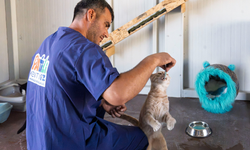 İzmir’de engelli kediler artık kafeste kalmayacak! Engelli Kedi Evi açıldı