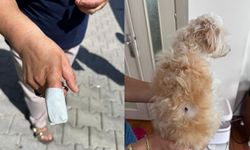İzmir’de köpeğini kurtarmak isterken parmağı koptu!