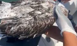 İzmir'de martı için zamanla yarıştılar! Ekipler seferber oldu