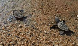 Kuşadası'nda caretta caretta sevinci! Yuvadan çıkan 60 yavru denize ulaştı